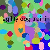 agility dog training